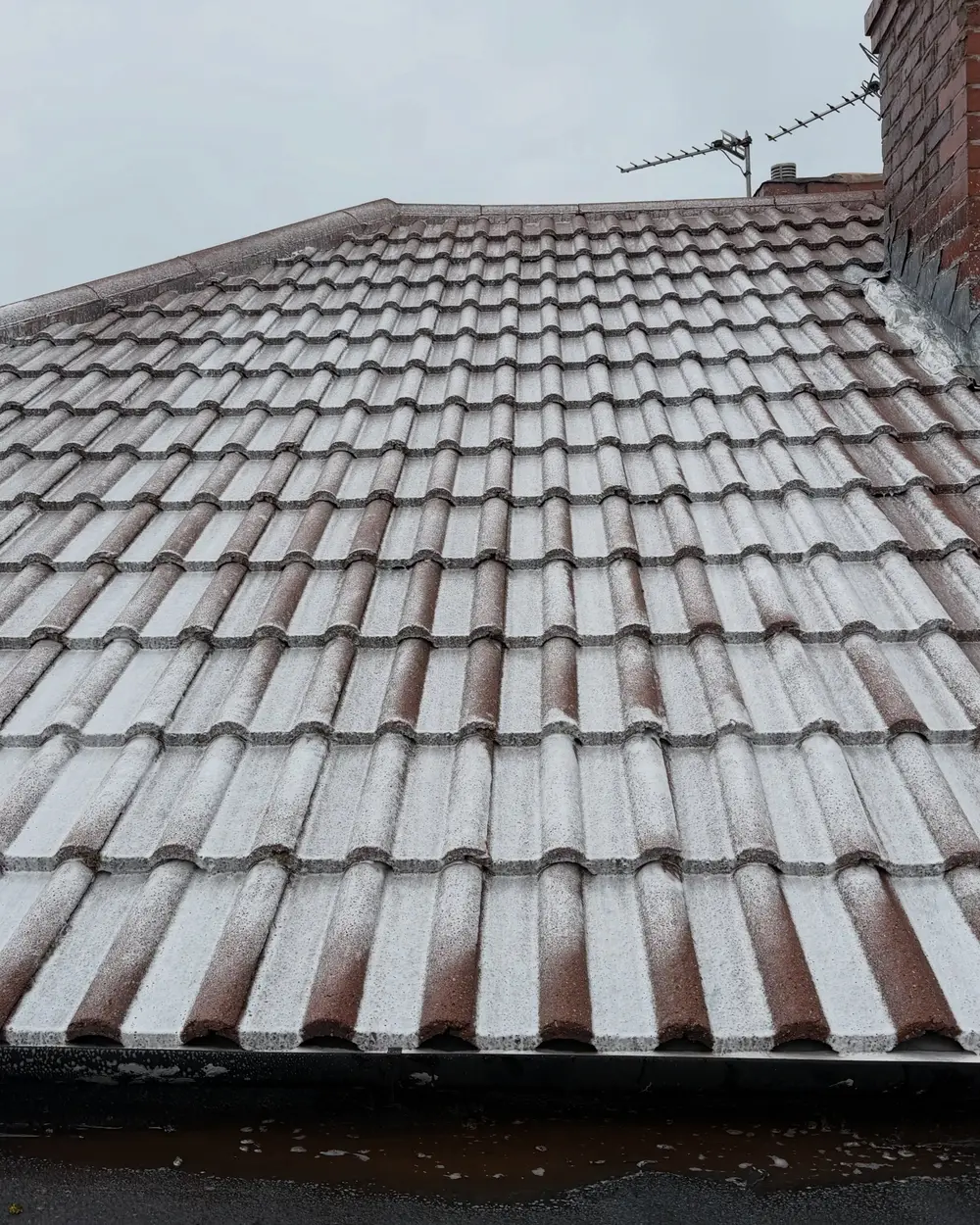 Close-up of roof tiles with biocide treatment applied after a moss clean